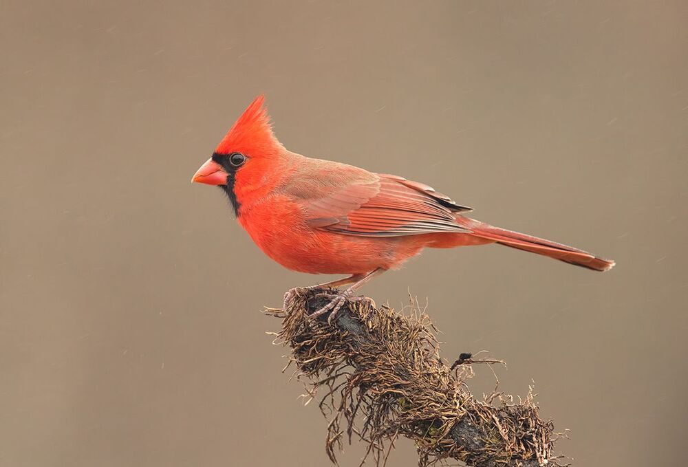 Красный кардинал (cамец) - Northern Cardinal (male)