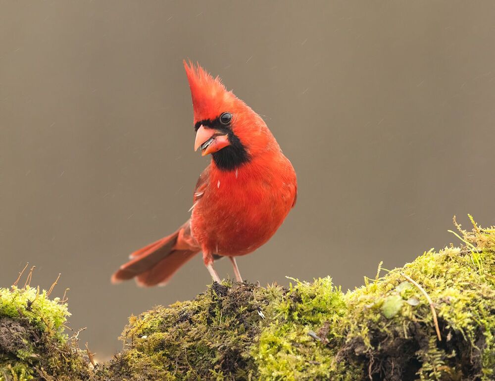 Красный кардинал (cамец) - Northern Cardinal (male)