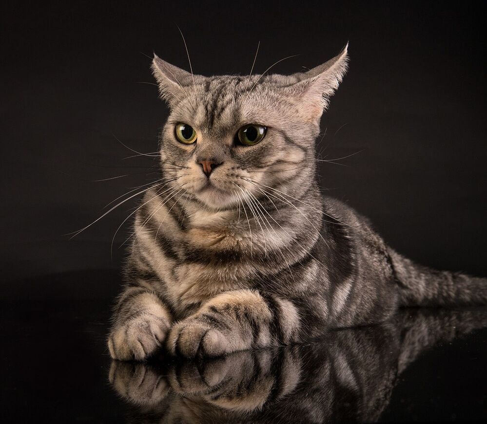 Маркиз. Американский короткошерстный кот - American shorthair cat