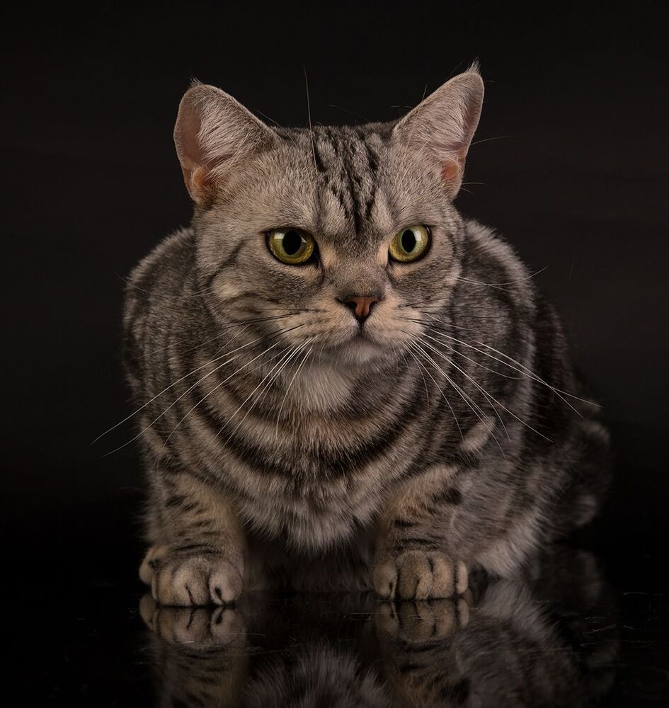 Маркиз. Американский короткошерстный кот - American shorthair cat