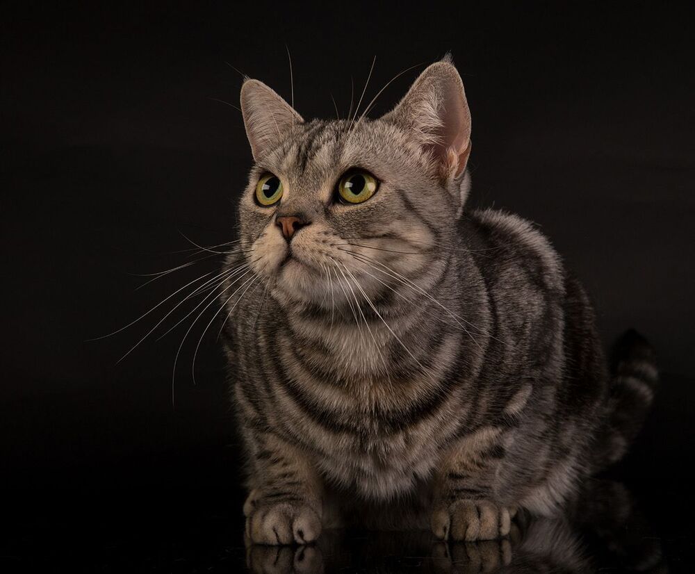 Маркиз. Американский короткошерстный кот - American shorthair cat