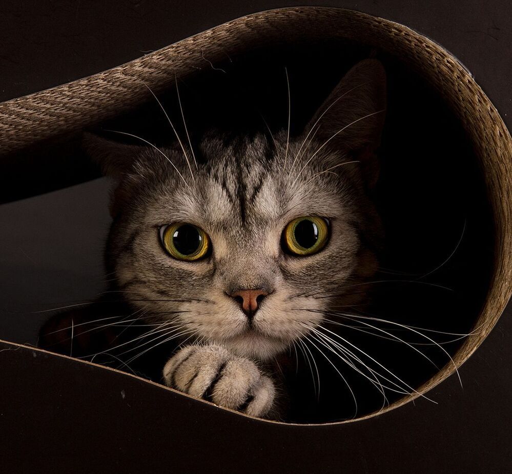 Маркиз. Американский короткошерстный кот - American shorthair cat