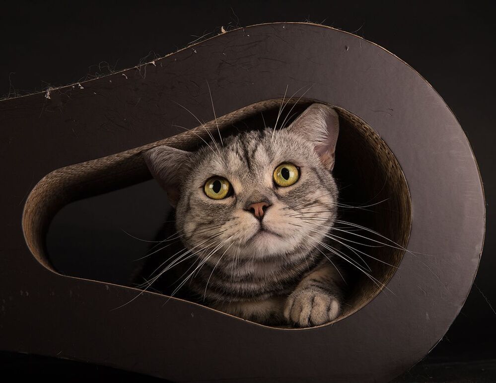 Маркиз. Американский короткошерстный кот - American shorthair cat