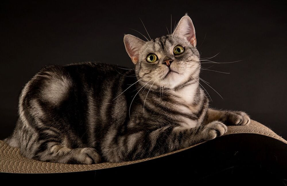 Маркиз. Американский короткошерстный кот - American shorthair cat