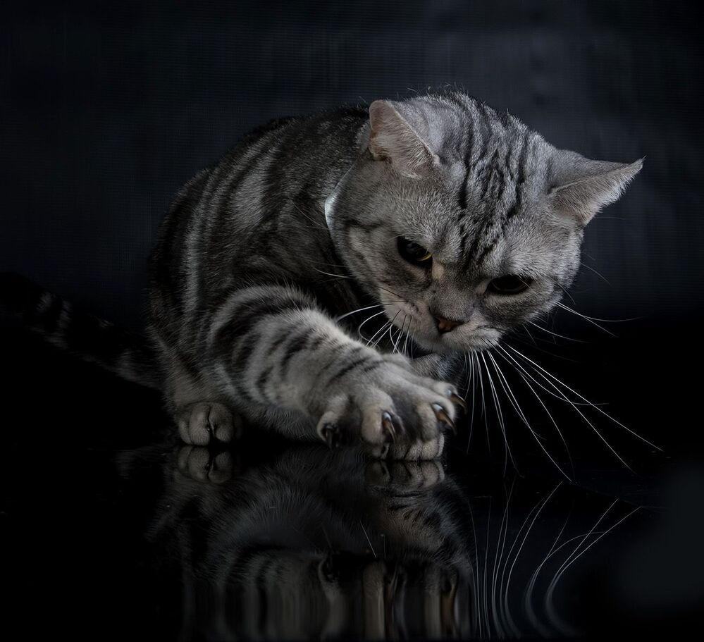 Маркиз. Американский короткошерстный кот - American shorthair cat