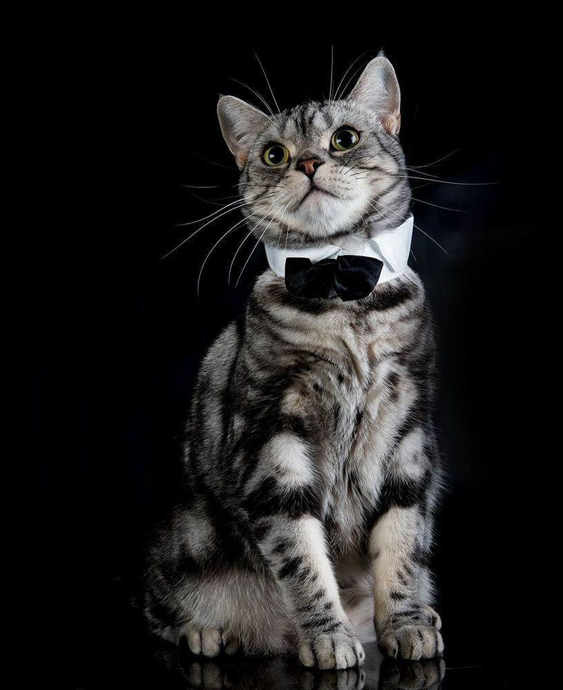 Маркиз. Американский короткошерстный кот - American shorthair cat
