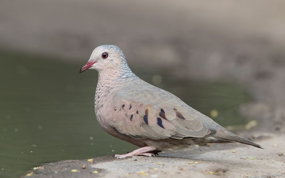 Common ground Dove - Воробьиная Земляная горлица