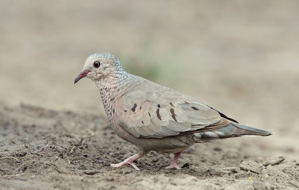 Common ground Dove - Воробьиная Земляная горлица