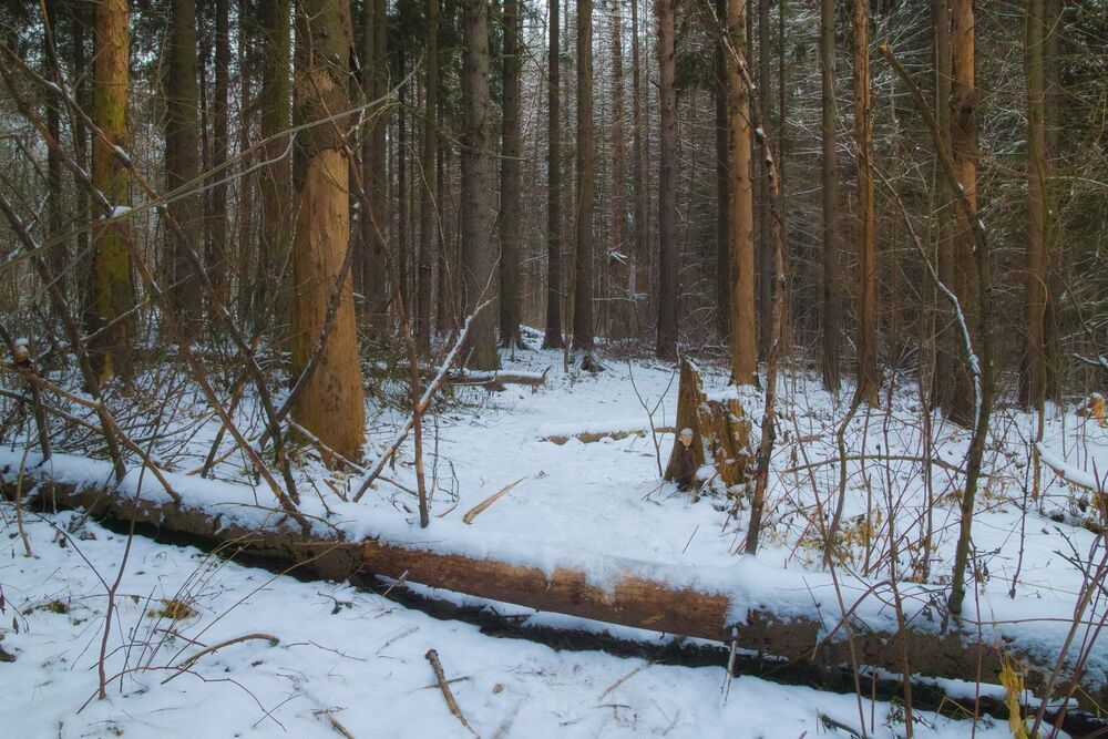 Январь в лесу