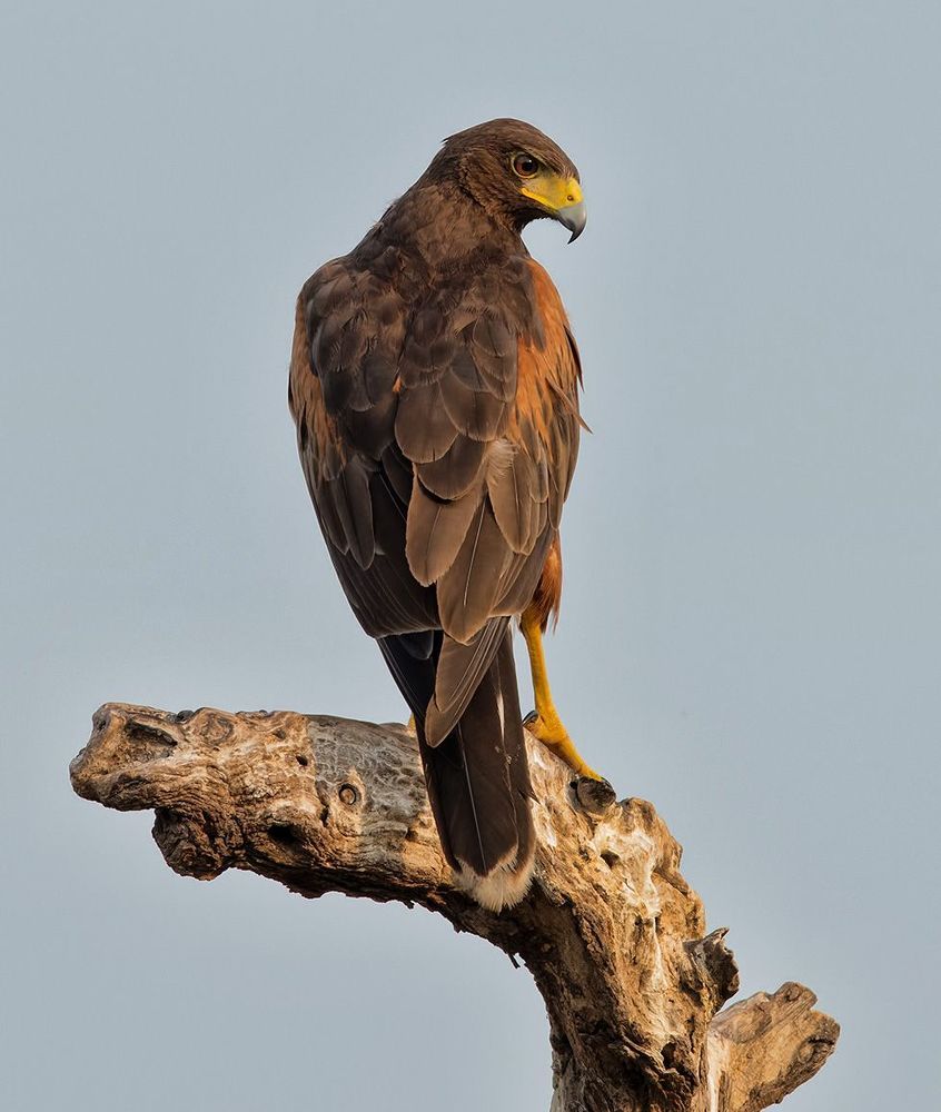Пустынный канюк - Harris Hawk