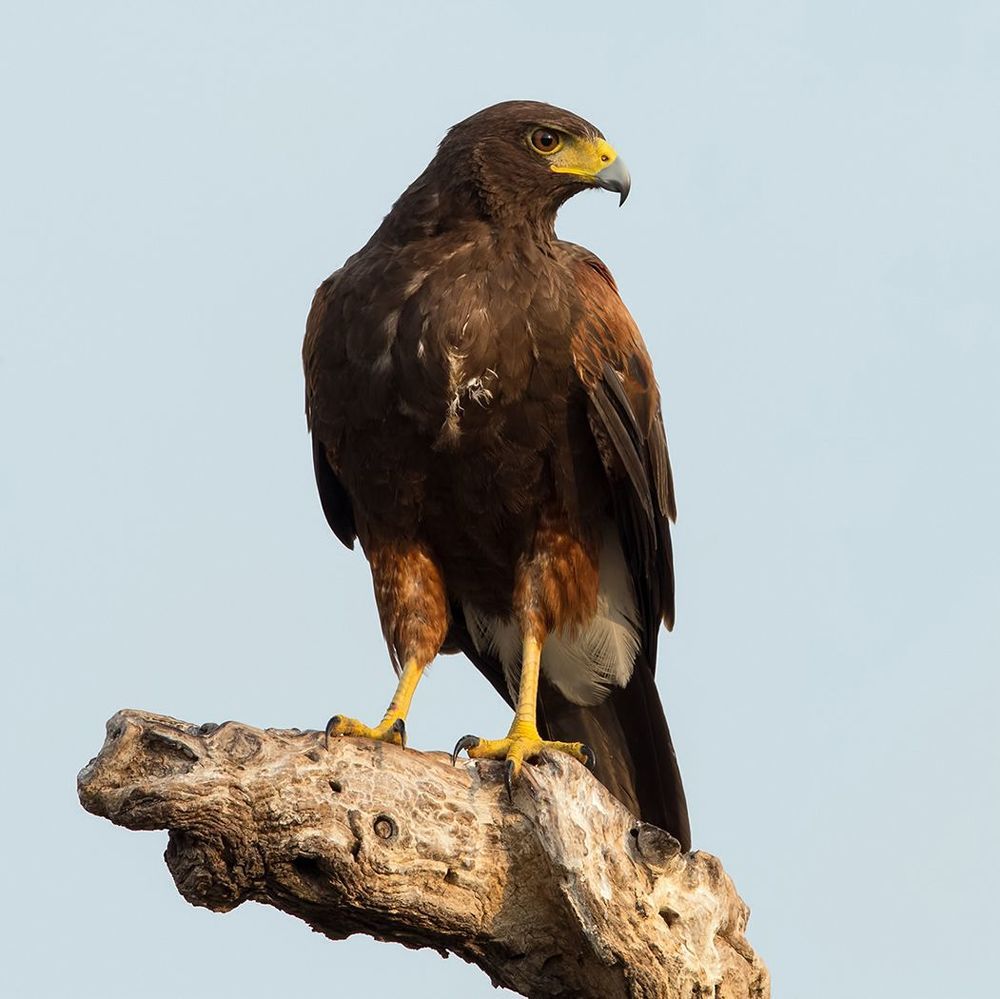 Пустынный канюк - Harris Hawk