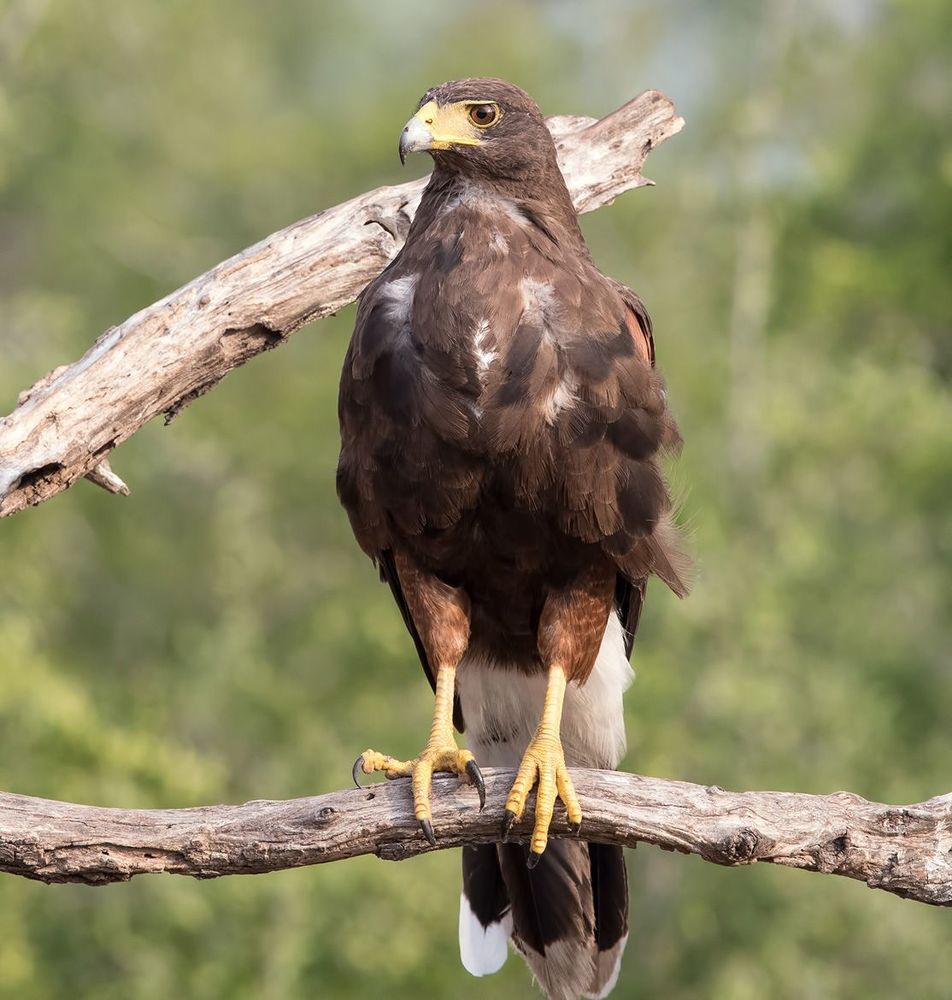 Пустынный канюк - Harris Hawk