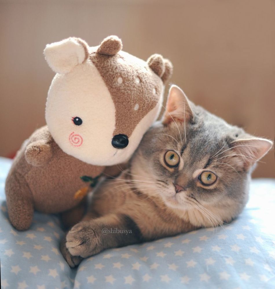 Shibusya Neko