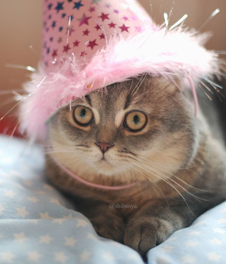 Shibusya Neko