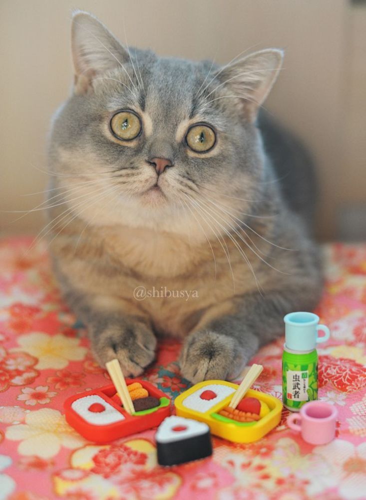 Shibusya Neko