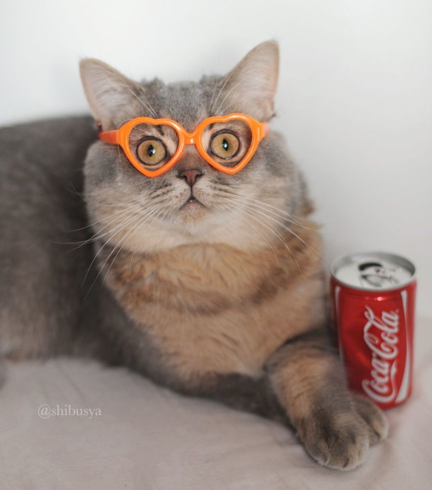 Shibusya Neko