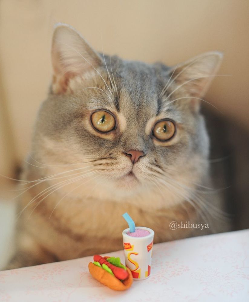 Shibusya Neko