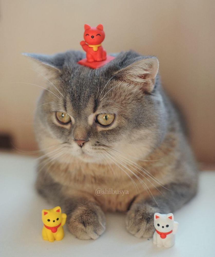 Shibusya Neko