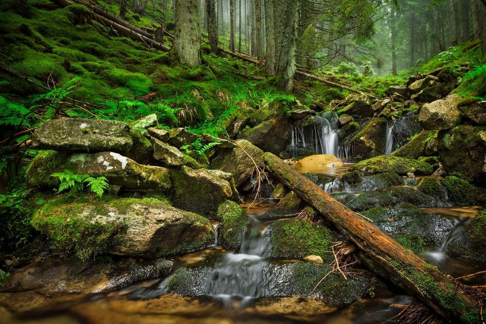 Carpathian Springs