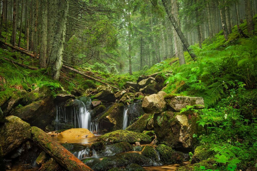 Carpathian Springs