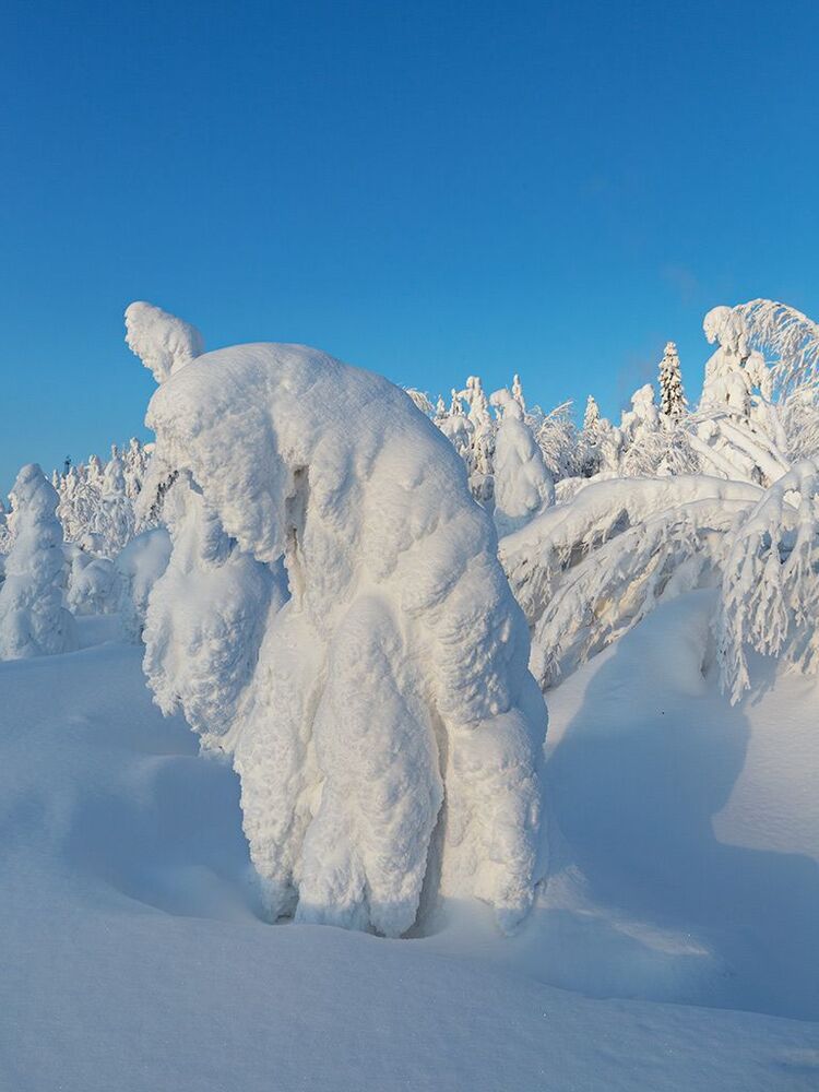 СНЕЖНОЕ ВЕЛИКОЛЕПИЕ