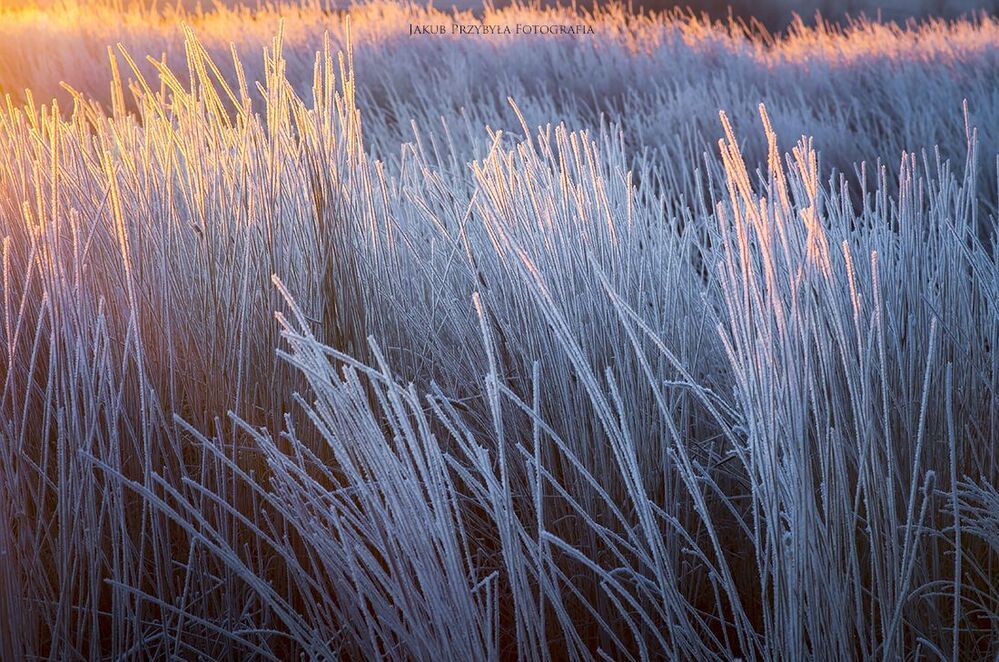 Frosty morning