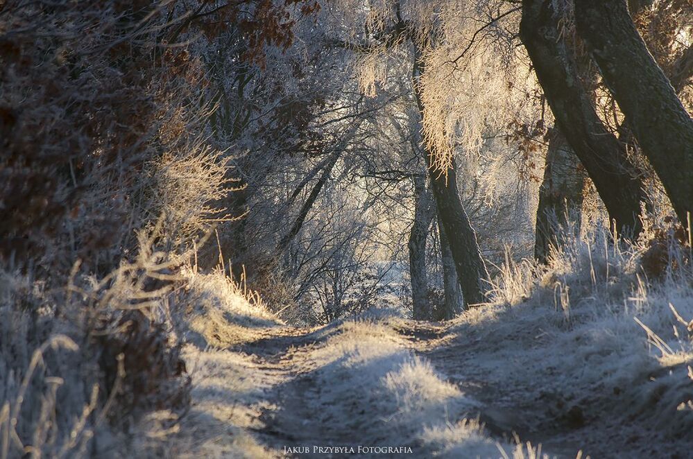 Frosty morning