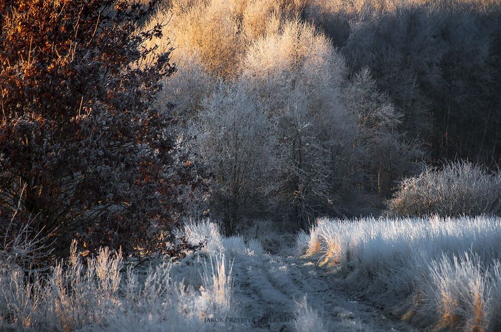 Frosty morning