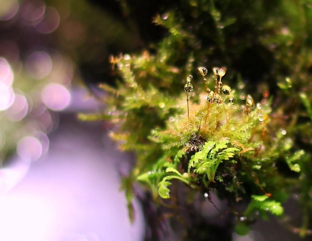 Carnivorous plants