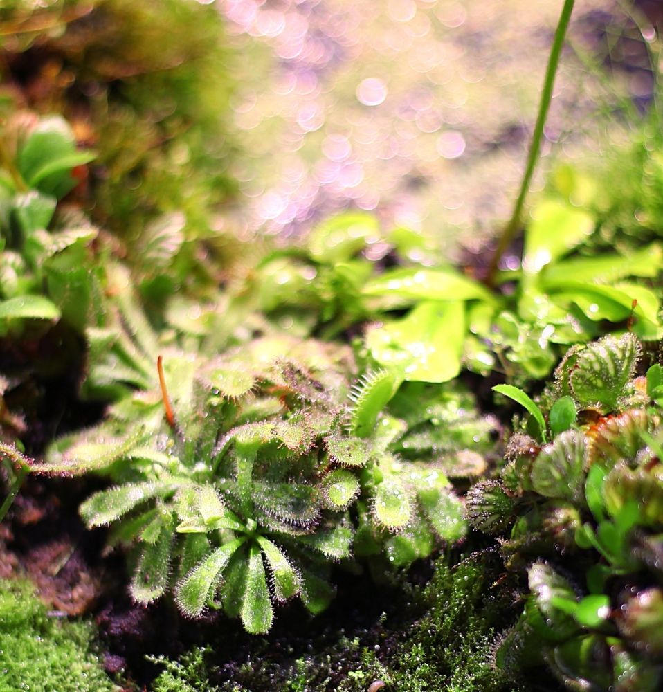 Carnivorous plants
