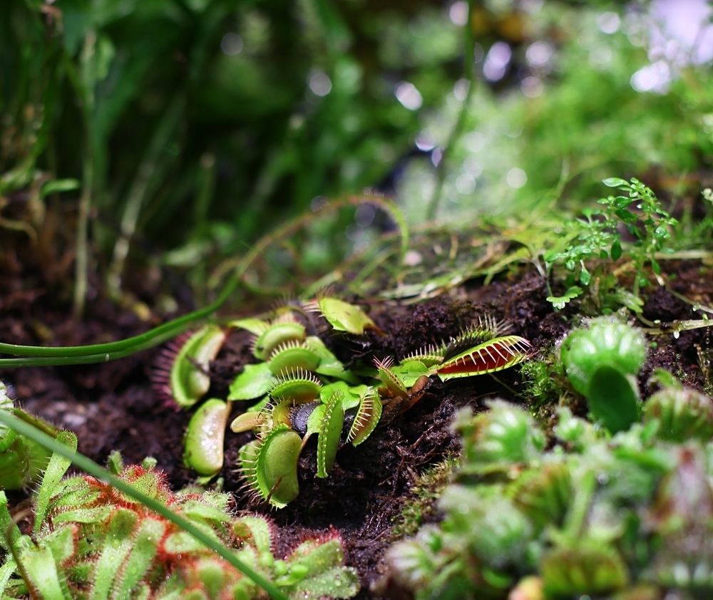 Carnivorous plants