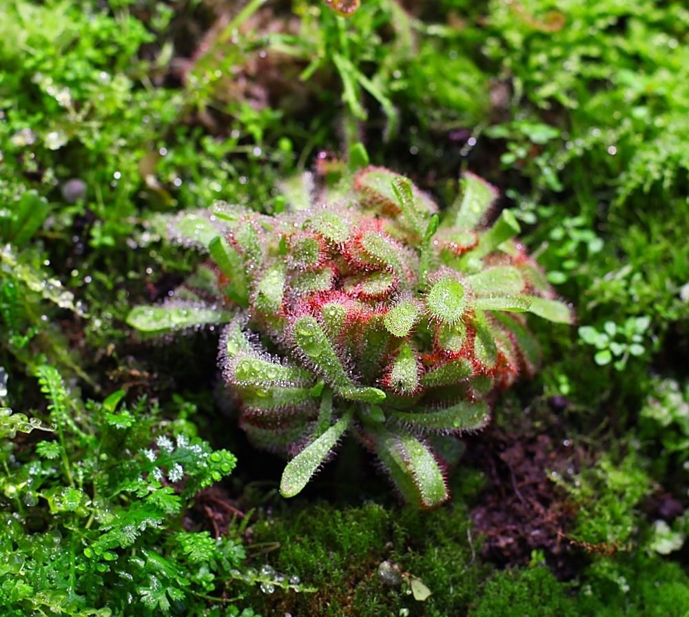 Carnivorous plants