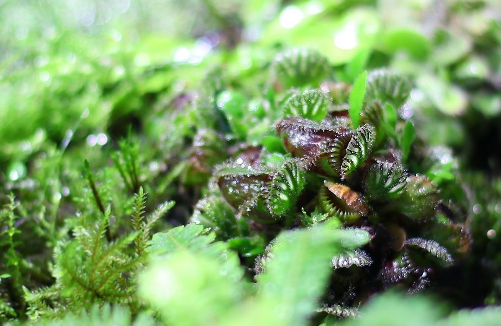 Carnivorous plants