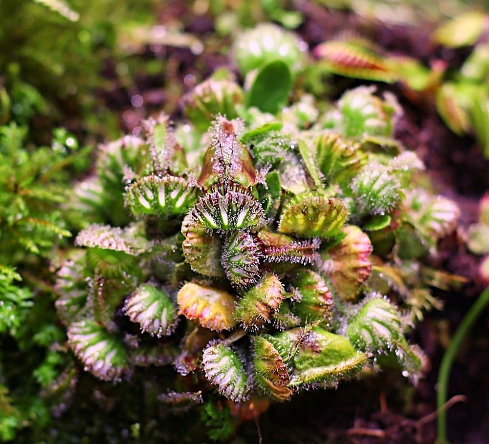 Carnivorous plants