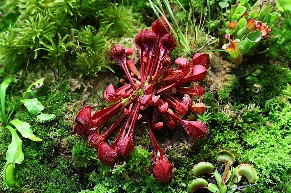 Carnivorous plants