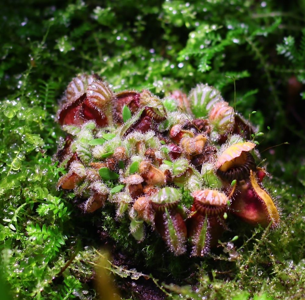 Carnivorous plants