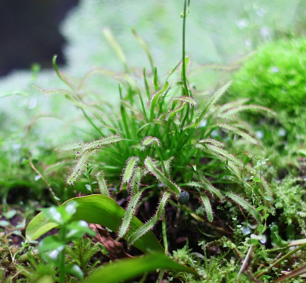 Carnivorous plants