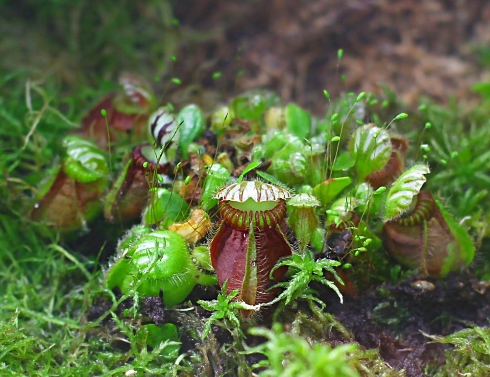 Carnivorous plants