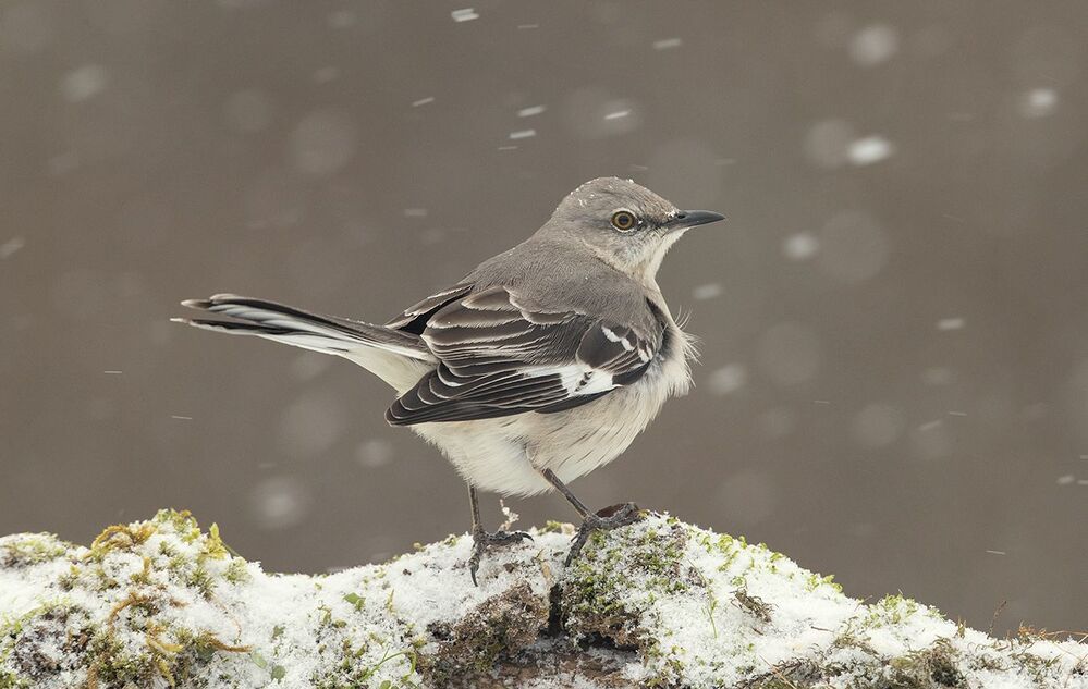 Многоголосый пересмешник  - Northern Mockingbird
