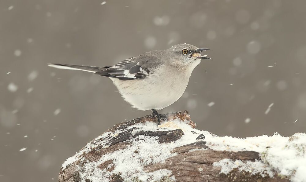 Многоголосый пересмешник  - Northern Mockingbird
