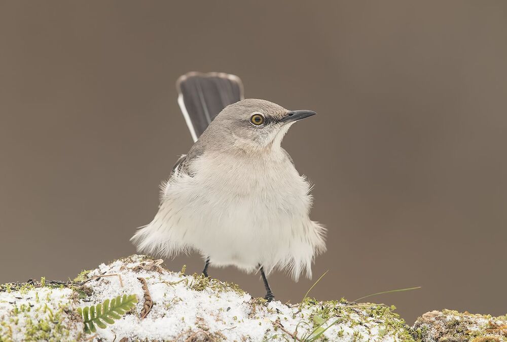 Многоголосый пересмешник  - Northern Mockingbird