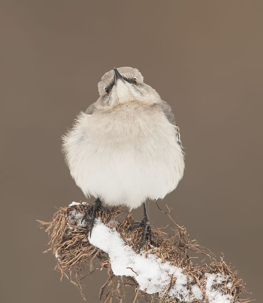Многоголосый пересмешник  - Northern Mockingbird