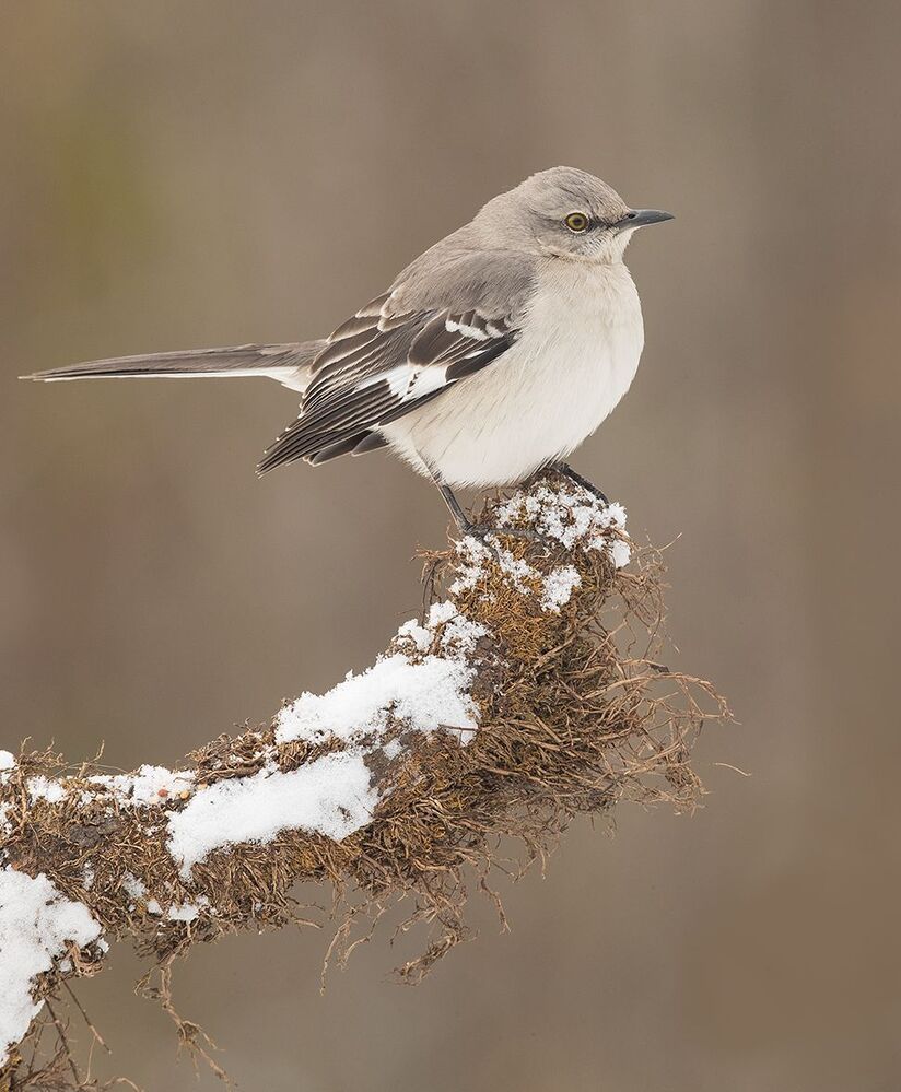 Многоголосый пересмешник  - Northern Mockingbird