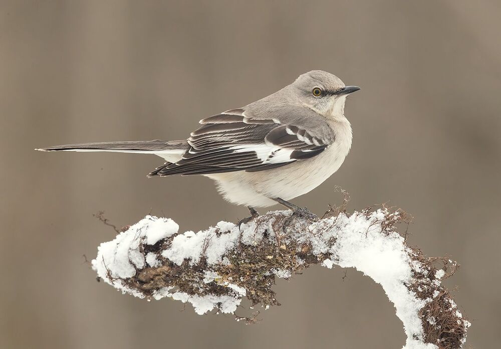 Многоголосый пересмешник  - Northern Mockingbird