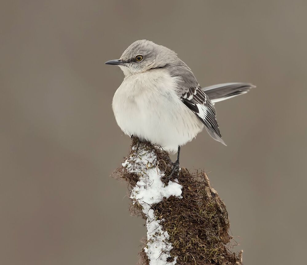 Многоголосый пересмешник  - Northern Mockingbird