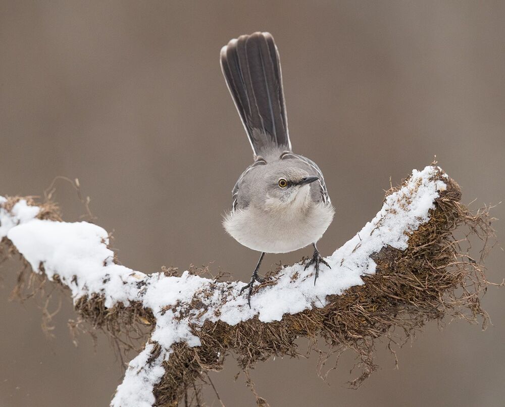Многоголосый пересмешник  - Northern Mockingbird