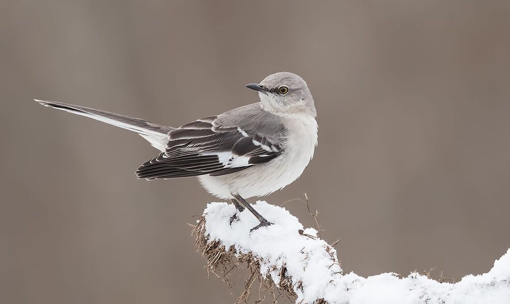 Многоголосый пересмешник  - Northern Mockingbird