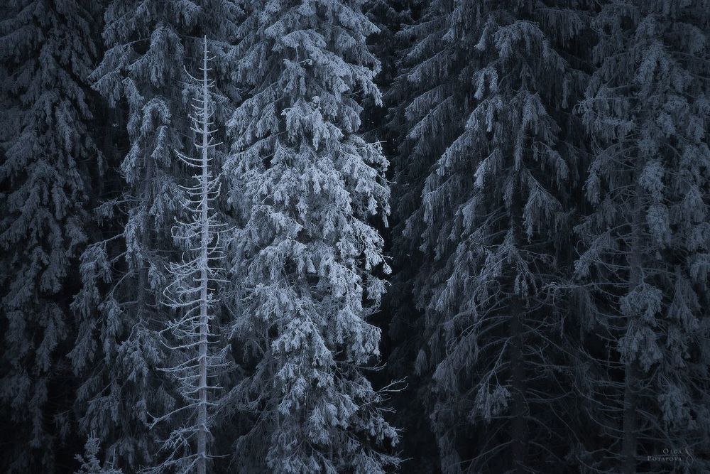 Пришельцы и Стражники