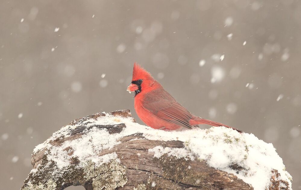 Красный кардинал - Northern Cardinal male