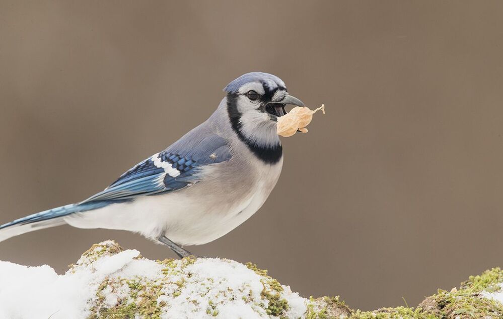 Blue Jay -Голубая сойка